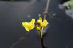 Floating bladderwort